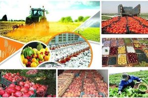 محصولات کشاورزی از تولید تا مصرف